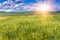 The field of green ears of barley at springtime.