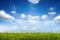 Field of green fresh grass under blue sky