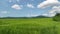 Field with green grain. Rural landscape and agriculture concept