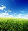 Field of green grass and blue cloudy sky