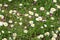 Field of green grass with flowers daisies. Chamomile and forget-me-not are surrounded by lawn