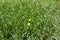 Field of green grass with flowers daisies. Chamomile is surrounded by lawn. Top view