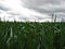 field with green grass grain crop before the storm and rain