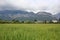 Field of green grass, millet, rye, rare wild poppy flowers