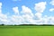 Field of green grass plants. Forest. Nature. There are white clouds in the sky. Picturesque