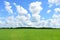 Field of green grass plants. Forest. Nature. There are white clouds in the sky. Picturesque