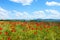 Field with green grass, yellow flowers and red poppies