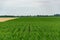 Field green with growing corn on a background of blue sky with clouds. Agriculture