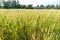 Field of green growing wheat spikelets agriculture