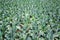 Field of Green Kale