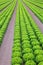 Field of green lettuce in an intensive vegetable cultivation wit