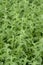 Field of green medicinal plants Mentha piperita