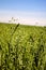 Field of green oats,