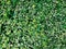 A field of green pilea cadierei plants growing