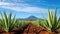 A field of green plants with a mountain in the background, aloe vera field.