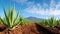 A field of green plants with a mountain in the background, aloe vera field.