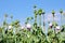 Field of green poppy flower