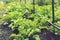 Field of green potato bushes. Rows on Potato field with green bushes. potato bushes in the garden. Automatic watering in a potato