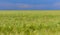 Field of green rye, spikelets of cereals sway in the wind, Ukraine