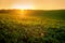 field of green soybeans, hills in the evening warm rays