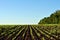 Field with green sunflowers plant rows on the hills near line of trees, blue sky