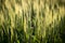 Field with green unripe wheat, closeup