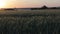 Field of green wheat in the rays of the setting sun in the summer