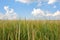 Field with green wheat rye on the hills, cloudy sky