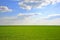 Field of green wheat rye rows, cloudy sunny sky