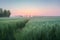 Field of green wheat on serene misty sunrise. Generative AI realistic illustration