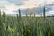 A field of green wheat. Summer countryside landscape.