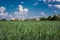 field of green young wheat against the backdrop of a large city building. the concept of providing people with food