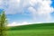 Field of green young wheat against a blue sky in early spring. Ukrainian landscape