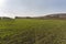 A field of greenery planted in December, different plants and trees at the edge of the field, sun and sky in the background