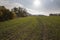 A field of greenery planted in December, different plants and trees at the edge of the field, sun and sky in the background