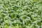 Field of growing cabbage.