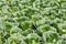 Field of growing cabbage.