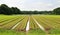 Field of growing crops being irrigated