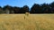 Field of growing grain