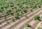 Field with growing green potatoes.