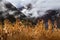 Field with growing maize (corn) in the Andes, Peru