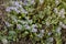 In the field of growing medicinal herbs and wild thyme. Thyme flowers in nature. Thyme is widely used in cooking and in herbal