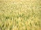 Field of growing rye ears. Natural background. Close up view. Soft focus.