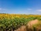 A field with growing sunflowers.