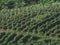 Field growing tomatoes. Sunny summer day. Landscape