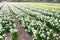 Field of growing white narcissus or daffodils on farm