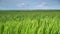 Field for growing young wheat, barley, rye. Young green wheat sprouts of grain crops. Agricultural land.