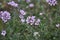 The field grows and blooms Erodium cicutarium