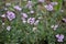 The field grows and blooms Erodium cicutarium