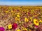 field of guanaco paw flowers (Cistanthe cachinalensis) of many colors